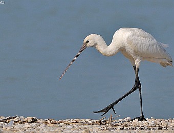 Animali 422